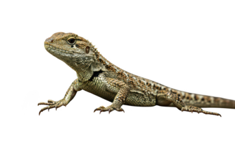 Bearded dragon lizard reptile animal isolated on transparent background