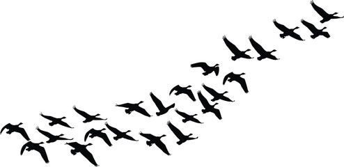 Black silhouette illustration of birds flying in formation, minimal nature-inspired design symbolizing freedom, movement, unity, and environmental harmony.