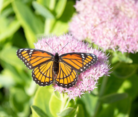 Viceroy Butterfly