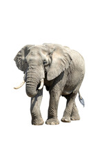 Obraz premium A large, mature African elephant, light grey, with prominent tusks, stands against a black background
