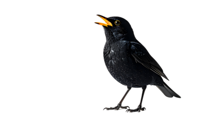 A small, dark-plumaged bird with bright yellow beak, open mouth, and speckled feathers, posed against a stark black background