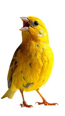 A vibrant yellow songbird with open beak, perched, showcasing detailed plumage and orange legs against a black background
