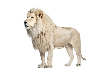 A majestic white lion, standing in profile view against a black background, displays a full, thick mane and intense gaze