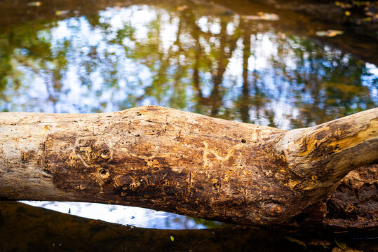 wood in river