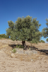 Olive tree growing out of roman ruins