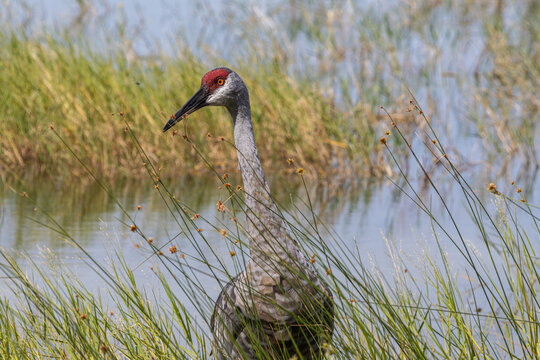 Florida Sandhill Crane (Antigone canadensis) captured in Carney Island Park in Ocklawaha, Florida