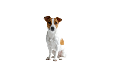 A small, seated dog with a predominantly white coat and tan markings on its head and body, attentively looking directly at the viewer against a black background
