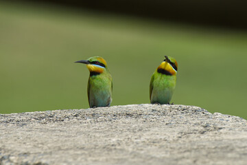 Australian Rainbow Bee Eaters on the Sunshine Coast, Queensland