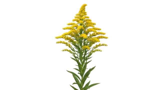 Isolated Solidago with Small Yellow Flowers and Green Leaves on a Stem, Autumn Plant