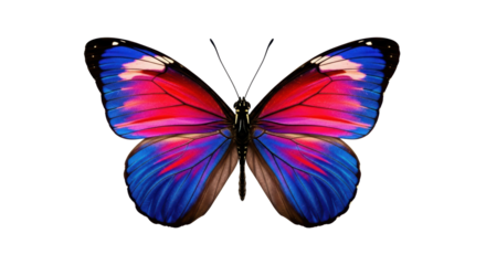 Isolated vivid tropical butterfly with colorful wings in striking close-up beauty shot