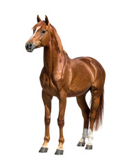 Obraz premium Chestnut horse, muscular build, flowing mane and tail, light hooves, standing against a black background