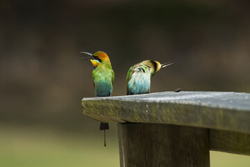 Australian Rainbow Bee Eaters on the Sunshine Coast, Queensland