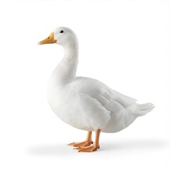 white duck isolated white transparent background 