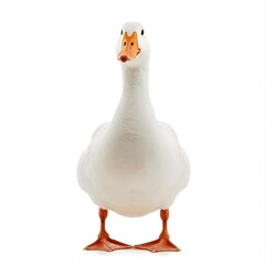 white duck isolated white transparent background 