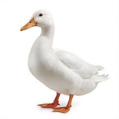 white duck isolated white transparent background 