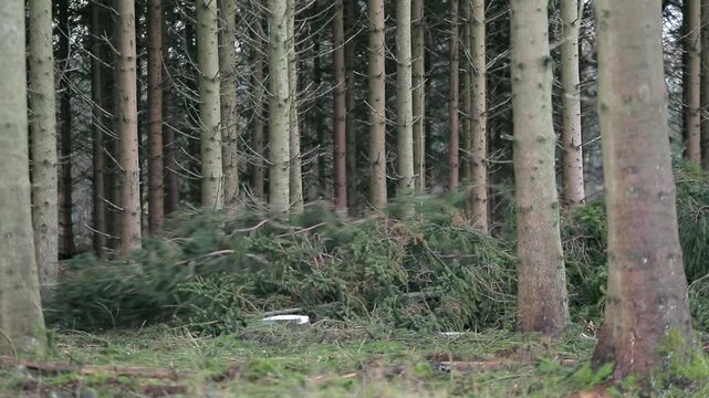 Large tree is being pulled to a side in front of the camera