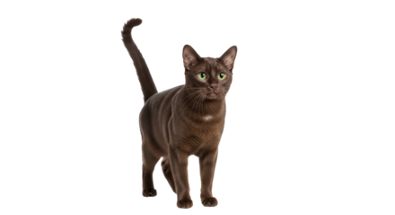 Isolated Burmese cat breed with copper-colored coat standing confidently upright indoors