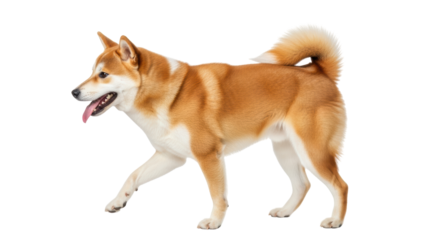 Isolated Shiba Inu dog walking, panting with its tongue out, on neutral studio background