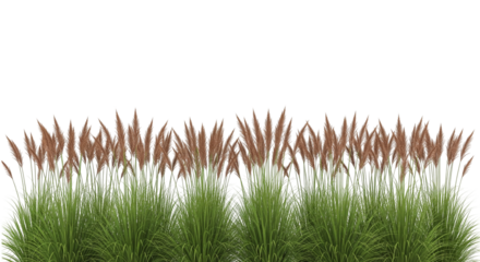 Title: Ornamental Grass Row with Feathery Flower Spikes and Tall Green Leaves on White Background