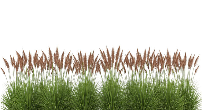 Title: Ornamental Grass Row with Feathery Flower Spikes and Tall Green Leaves on White Background