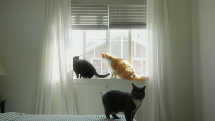 Three domestic cats by a window, one jumping onto the bed while the others watch outside.