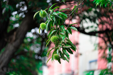 Edible chestnuts on young chestnut tree on plantation, with shell