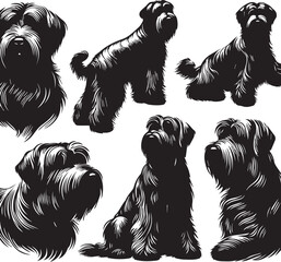 Briard Dog in Black and White – Elegant French Herding Breed Photography