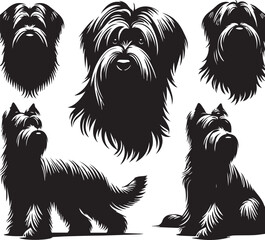 Briard Dog in Black and White – Elegant French Herding Breed Photography