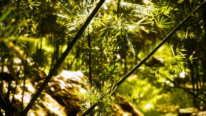 Obraz premium Sunlight cascades through vibrant bamboo leaves, illuminating a tranquil forest. The air is filled with the sound of rustling leaves as nature thrives in peaceful harmony during late afternoon.