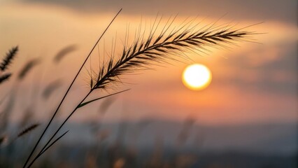 Obraz premium Golden hour sunset through wheat field soft focus nature photography serene landscape beauty