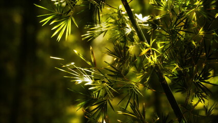Delicate leaves glisten as sunlight pours through a dense canopy, illuminating the vibrant green hues of this peaceful forest. A serene moment captured in natures embrace.