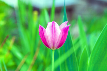 Fototapeta premium Pink single tulip growing in spring ornamental garden