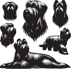 Briard Dog in Black and White – Elegant French Herding Breed Photography