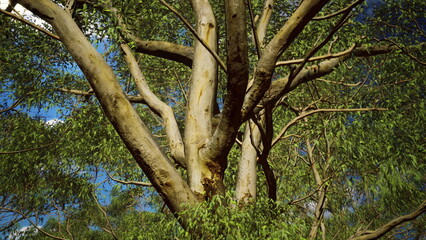 Lush green leaves flutter gently in the warm summer breeze as a grand eucalyptus tree stands tall against a clear blue sky. Sunlight dapples through branches, creating shadows.