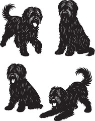 Briard Dog in Black and White – Elegant French Herding Breed Photography