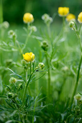 Summer meadow with bright yellow buttercup flowers. Close-up of ranunculus polyanthemos.