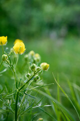 Summer meadow with bright yellow buttercup flowers. Close-up of ranunculus polyanthemos.