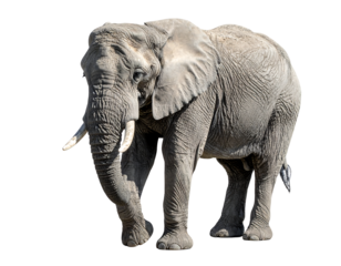 A large, mature African elephant, grey-skinned, stands on all fours against a black background; its large ears are spread, and long tusks protrude from its trunk