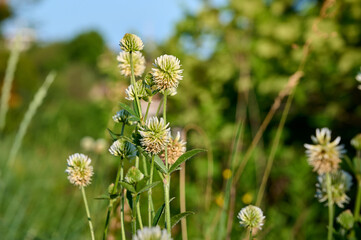 White flower of the mountain clover (Trifolium montanum).