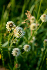 White flower of the mountain clover (Trifolium montanum).