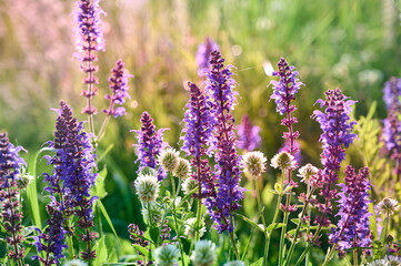 Closeup blooming wild sage purple flowers.