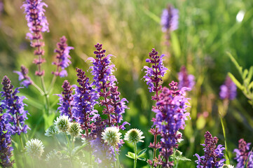 Closeup blooming wild sage purple flowers.