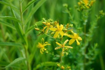 Сlose-up of the yellow blossoms of St. John's wort or hypericum perforatum.