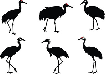 Collection of elegant crane bird silhouettes with red crown heads, standing and walking poses, exotic wildlife vector illustration isolated on white