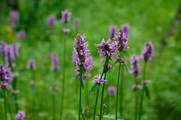 Blooming Betonica officinalis. Medicinal plants, herbs in the garden.