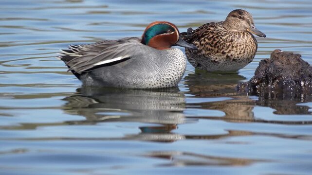 A pair of Eurasian teal (Anas crecca) preening simultaneously at 60 frames per second.