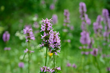 Blooming Betonica officinalis. Medicinal plants, herbs in the garden.