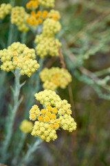 Close up view of helichrysum arenarium, immortel on natural background.