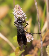 Great Black Digger Wasp 