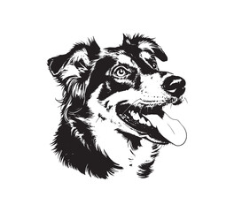 Naklejka premium Border Collie Portrait in Black and White